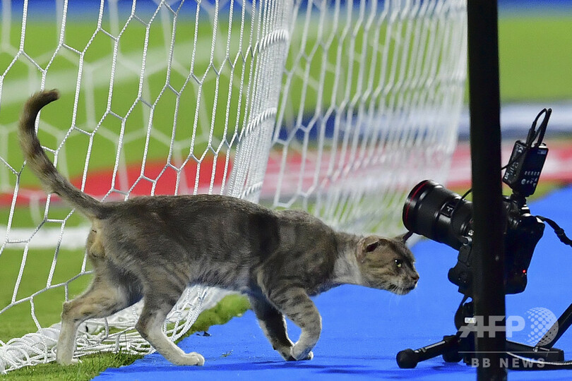 【今日の1枚】怪しいカメラ発見? 猫警備員がチェック
