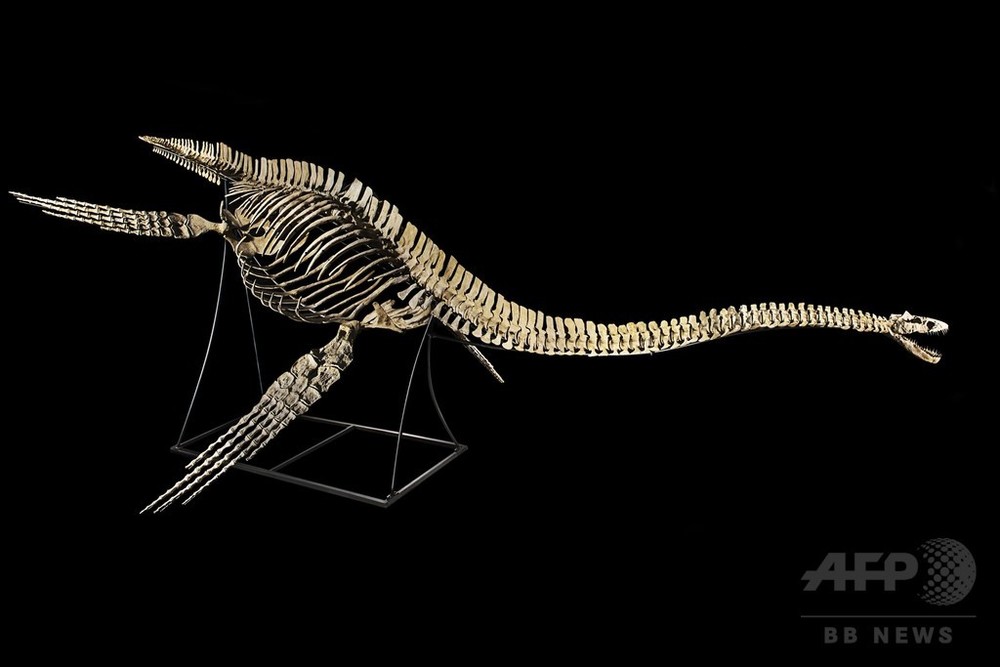 極上保存！プレシオサウルス(エラスモサウルス)の椎骨化石【444 g