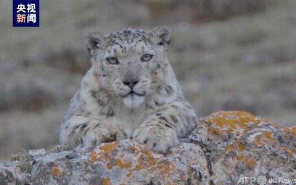 ririka様 ユキヒョウ 全長214cm 国際希少野生動植物種登録票付 ririka様 ユキヒョウ 全長214cm 国際希少野生動植物種登録票