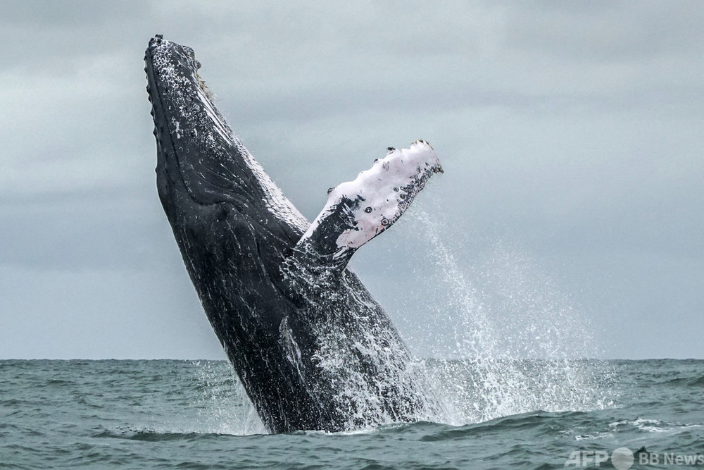 クジラにのみ込まれたロブスター漁師 驚きの体験を語る 米 写真1枚 国際ニュース Afpbb News
