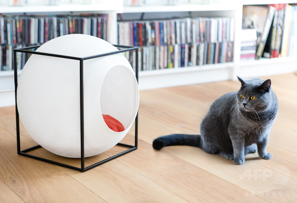 パリ発「MEYOU」日本初上陸、おしゃれなキャットハウス