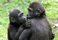 ドイツ・デュイスブルクの動物園で飼育されているゴリラ（2014年3月31日撮影）。(c)ROLAND WEIHRAUCH / DPA / AFP