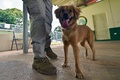パナマのトクメン国際空港で探知犬として訓練を受ける「ミリ」（2022年7月27日撮影）。(c)Luis ACOSTA / AFP