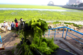 山東（Shandong）省、青島（Qingdao）の海岸で、緑藻類を取り除く作業員たち（2008年6月26日撮影）。(c)AFP