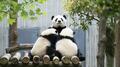 芊喜（左）と金輝（右）に授乳する珍珍（2025年5月14日撮影）。(c)Xinhua News