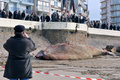 フランス西部レ・サーブル・ドロンヌ（Les Sables d&apos;Olonne）の海岸で25日早朝、全長18メートルのクジラが打ち上げられているのがみつかった。

写真は、浜辺に横たわるクジラと集まった人たち（2013年1月25日撮影）。(c)AFP/FRANK PERRY