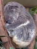 豪シドニー（Sydney）のダーリングハーバー（Darling Harbour）にある動物園「ワイルド・ライフ・シドニー（Wild Life Sydney Zoo）で、昼寝をするコアラ（2013年4月2日撮影）。(c)AFP/Saeed KHAN