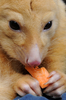 オーストラリア国内の動物園や水族館で作る団体は全国絶滅危惧種デー（National Threatened Species Day）の7日、シドニー（Sydney）市内中心部マーティン・プレース（Martin Place）でコアラやタスマニアデビルなどを展示し、来場者らに絶滅危惧種に対する理解や保護を呼び掛けた。

写真はエサのニンジンを食べるフクロギツネ。毛の色が金色のものは希少とされている（2012年9月7日撮影）。(c)AFP/ROMEO GACAD