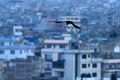 ネパールの首都カトマンズで、バッタを捕獲するカラス（2020年6月30日撮影）。(c)PRAKASH MATHEMA / AFP
