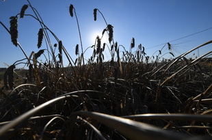 温暖化で昆虫の食欲増進、作物収穫高に影響 研究