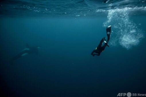 ノルウェーの北極海でシャチと泳ぐ フランス人フリーダイバー 写真16枚