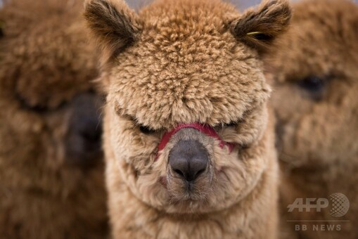 全英からもこもこのアルパカ大集合、見本市開幕 写真18枚 国際