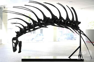 新種の草食恐竜発見、背中に長く鋭いとげの列 パタゴニア 写真9枚 国際