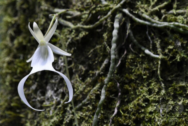 幻の花「幽霊ラン」、再生へ研究者が奮闘 米フロリダ 写真7枚 国際