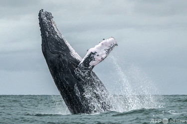 クジラにのみ込まれたロブスター漁師、驚きの体験を語る 米 写真1枚