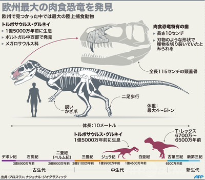 欧州最大の肉食恐竜、ポルトガルで化石発見 写真1枚 国際ニュース