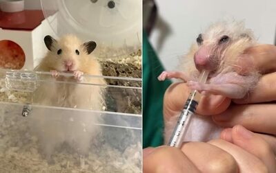 韓国SNSで話題となった長寿“筋肉ハムスター”…中傷と応援が交錯した生涯