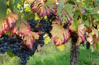 パンダか？ワイン用ブドウか？気候変動で迫られる選択