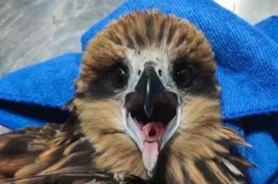 南京市民が関心を寄せていたトビが飛来