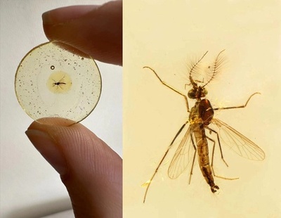 科学者は約1億3000万年前の蚊を発見