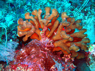 インドネシア・ワカトビ島のサンゴ礁