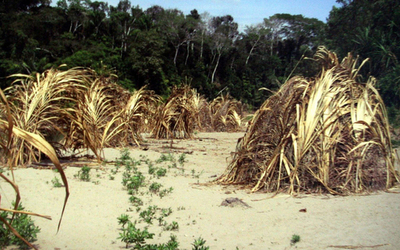 ペルーのジャングルで先住民集落跡見つかる
