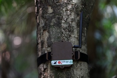 チェーンソーの音探知、アマゾンを伐採から守るAI ブラジル