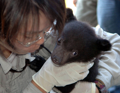 タイワンクロクマ保護に尽くす「クマのお母さん」 - 台湾