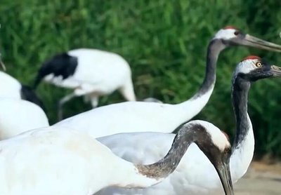 渡り鳥の飛来ルートを守る 中国