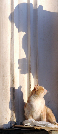 元恋人のネコ絞め殺した男に禁固9年9月、オーストラリア