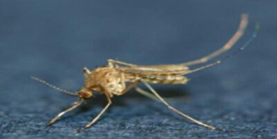 韓国各地に日本脳炎警報発令…脳炎進行時に死亡率20％以上