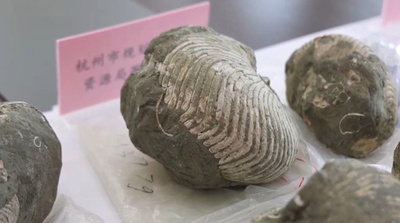 空港で押収された密輸品の古生物化石2366点 中国浙江省地質博物館に安住