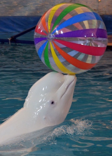 海のないキルギスでイルカショーに歓声、動物虐待の議論再燃も