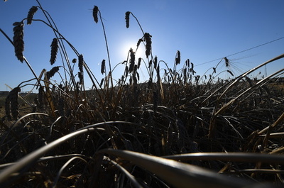 温暖化で昆虫の食欲増進、作物収穫高に影響 研究