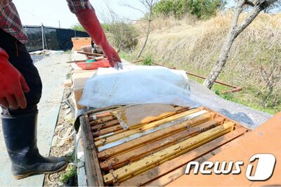韓国・2年連続「ミツバチ失踪」…あんなにいたのに、一体どこへ？
