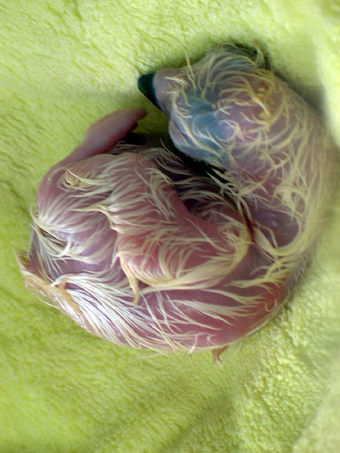 絶滅の危機にあるフィリピンワシ、飼育センターでひなが無事にふ化