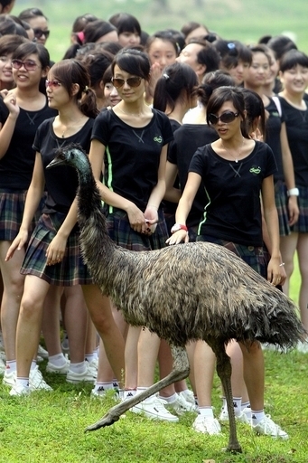 エミューから「求愛」された女性、ラジオで助け求める