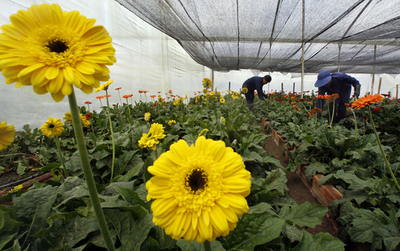 バレンタインで高まる花の需要 - コロンビア