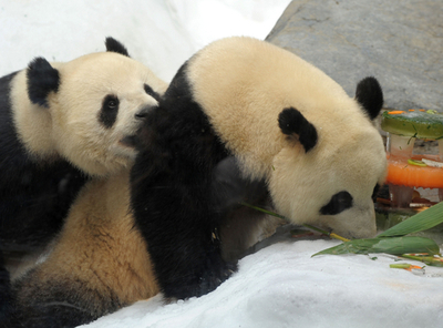 香港返還10周年時寄贈のパンダ、4歳迎える
