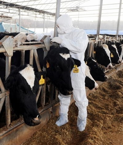 口蹄疫拡大の韓国、家畜大量殺処分の担当者に精神的ケア