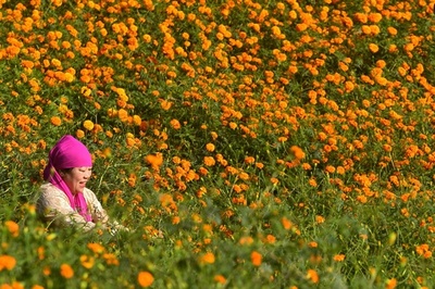 咲き誇るマリーゴールドの収穫風景、ネパール