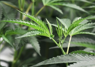 大麻由来のてんかん治療薬を初承認、米FDA