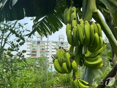 「ここは東南アジア？」…猛暑でソウルでもバナナ実る