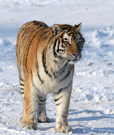 プーチン大統領が放したシベリアトラ、中国に「越境」