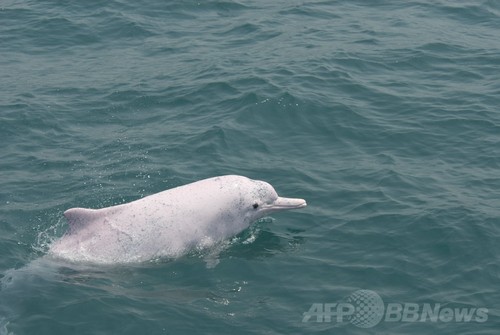 絶滅危惧種シナウスイロイルカの保護区を設定へ 台湾 写真2枚 ファッション ニュースならmode Press Powered By Afpbb News