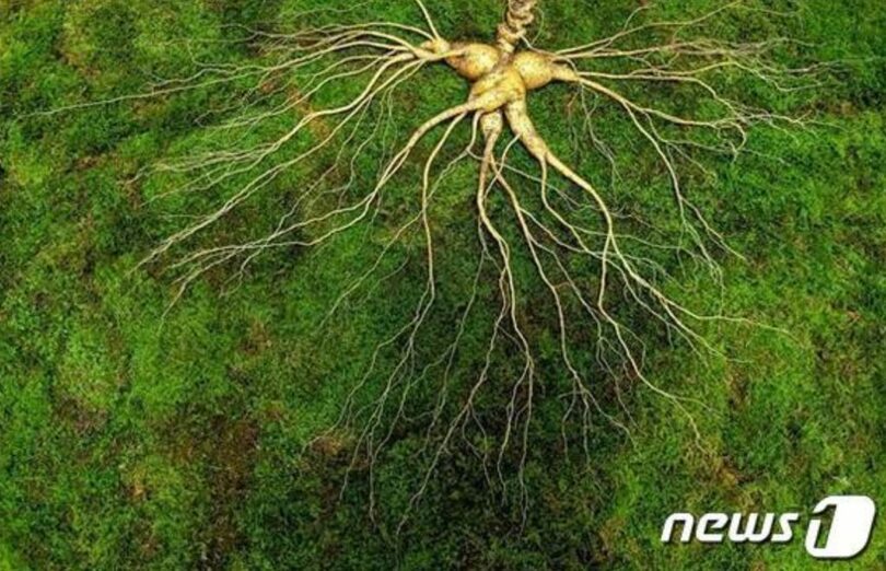 韓国全羅南道の山地で発見された415グラムの希少山参（韓国伝統シンマニ協会提供）(c)news1