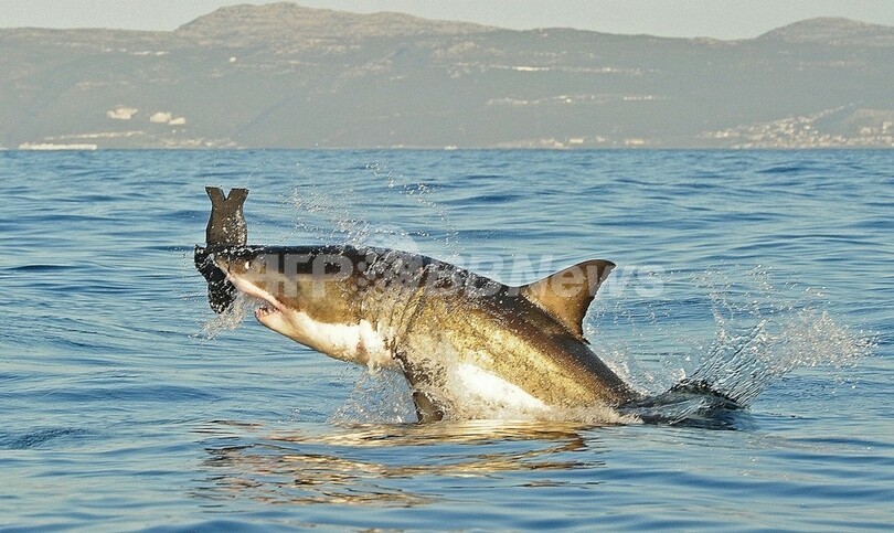 サメに襲われたダイバーら、NYでサメ保護呼びかけ ふかひれ狙われて激減