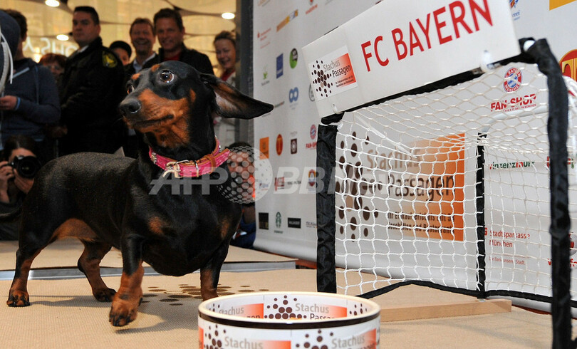 占いタコのパウルに続け！勝敗占う動物たち