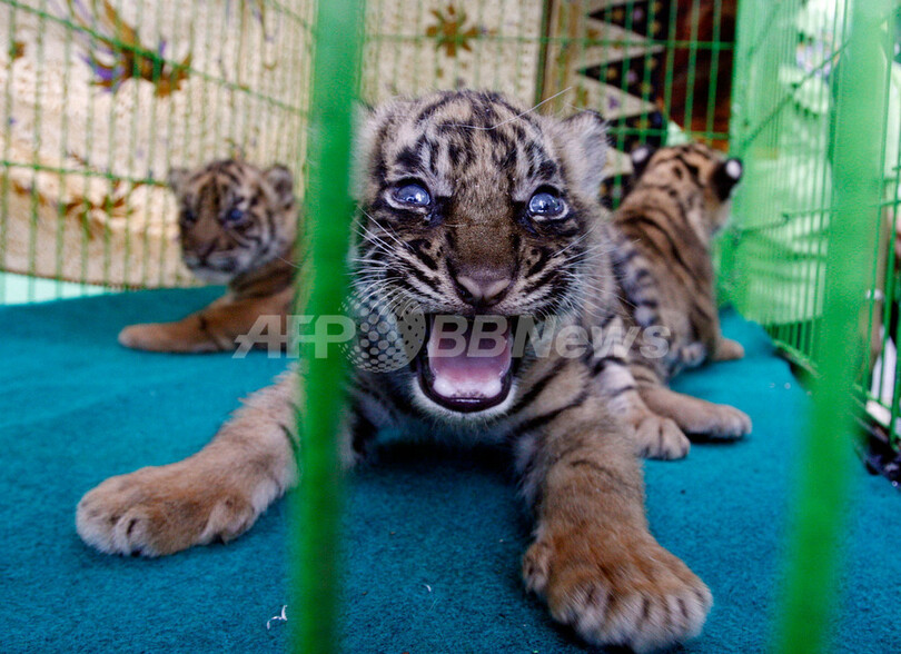 絶滅危惧種スマトラトラの赤ちゃん生まれる、インドネシア