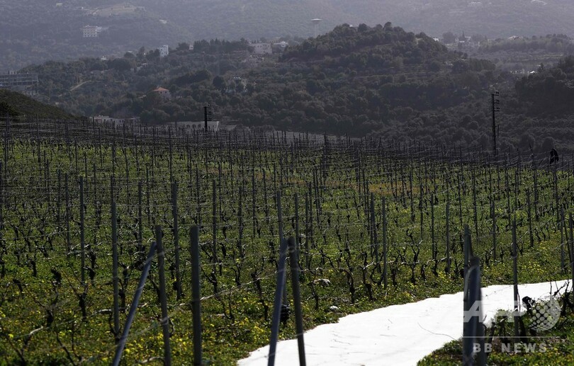 ゴーン被告のワイナリー、レバノンで順調操業 一家のルーツ